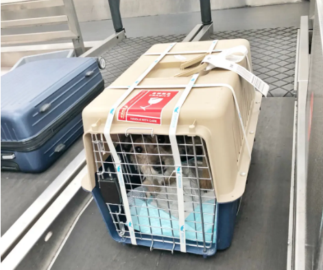 北海宠物托运 宠物托运公司 机场宠物托运 宠物空运